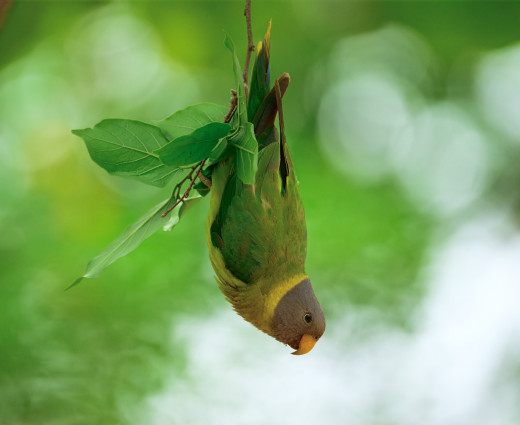 �1759495 �������(a): ����������:5208x4254